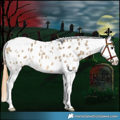Horse Color:Buckskin Dun Sabino Appaloosa