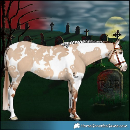 Horse Color:Red Dun Splash Tobiano