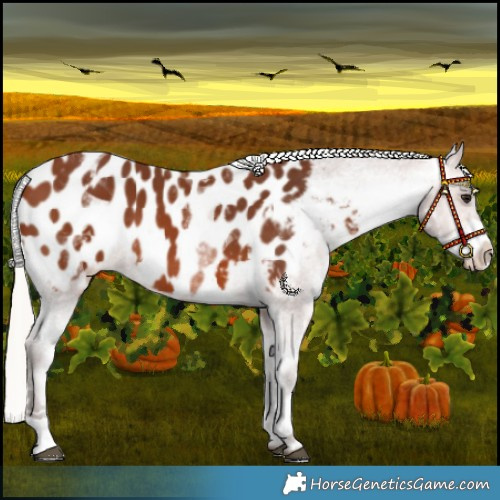 Horse Color:White Spotted Silver Brown Appaloosa