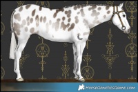 Horse Color:Gray Silver Bay Dun Sabino Splash Near Leopard 