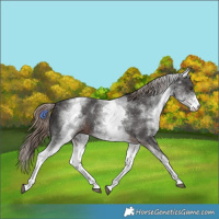 Horse Color:White Spotted Liver Chestnut Sabino 