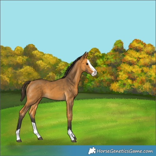 Horse Color:Buckskin Splash 