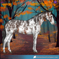 Horse Color:Brown Sabino 