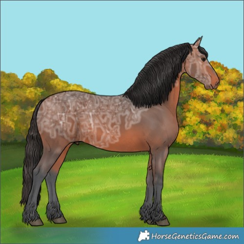 Horse Color:Bay Ice 