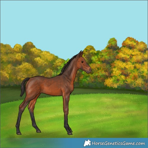 Horse Color:Bay 