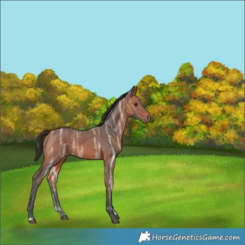 Horse Color:Bay Ice Rabicano 