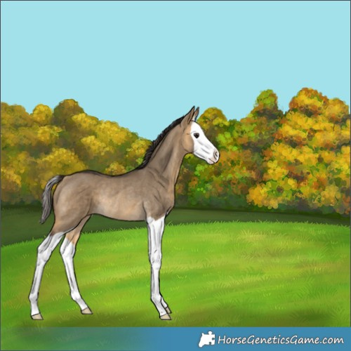 Horse Color:Buckskin Dun Splash Rabicano 