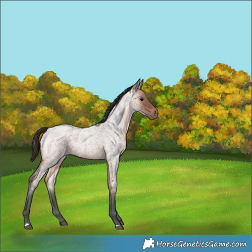 Horse Color:Bay Ice Roan 