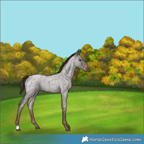 Horse Color:Liver Red Ice Roan 