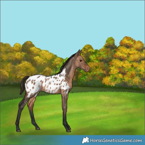 Horse Color:Bay Dun Appaloosa 