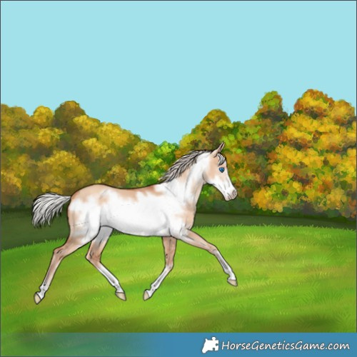 Horse Color:Silver Amber Champagne Dun Frame 