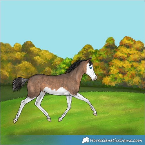 Horse Color:Bay Dun Splash 