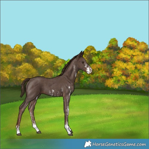 Horse Color:Liver Chestnut Sabino 