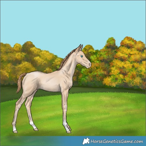 Horse Color:Buckskin Pearl Sabino 