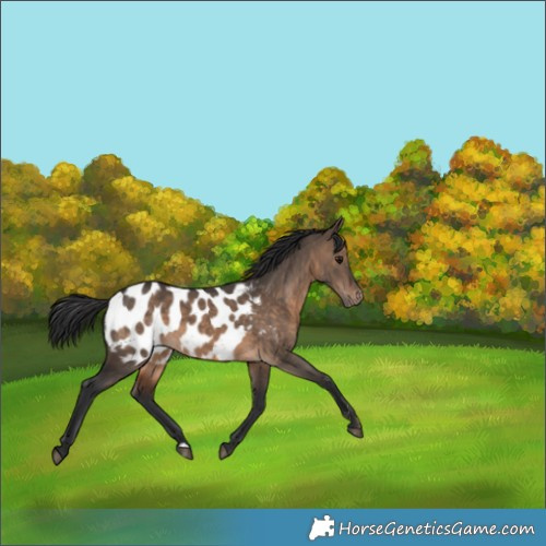 Horse Color:Brown Dun Appaloosa 