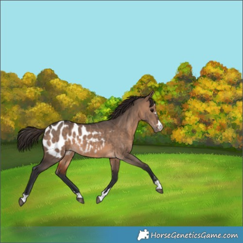 Horse Color:Brown Dun Appaloosa 