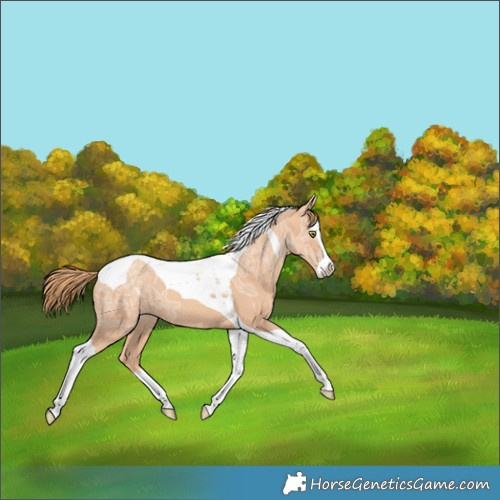Horse Color:Gold Champagne Ice Splash Tobiano 