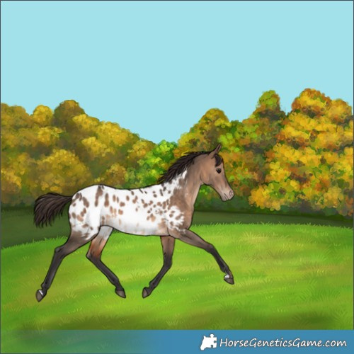 Horse Color:Brown Dun Appaloosa 