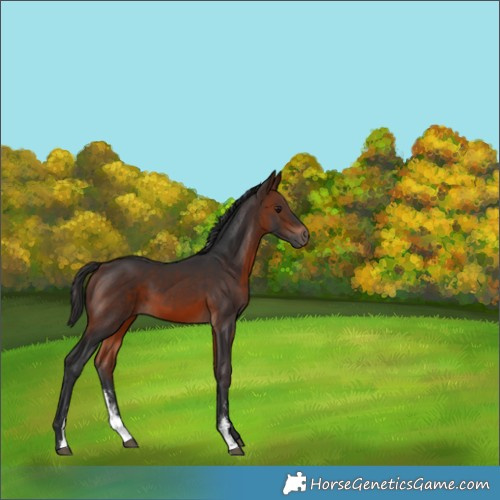 Horse Color:Brown Sabino 