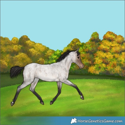 Horse Color:Brown Roan Dun Appaloosa 