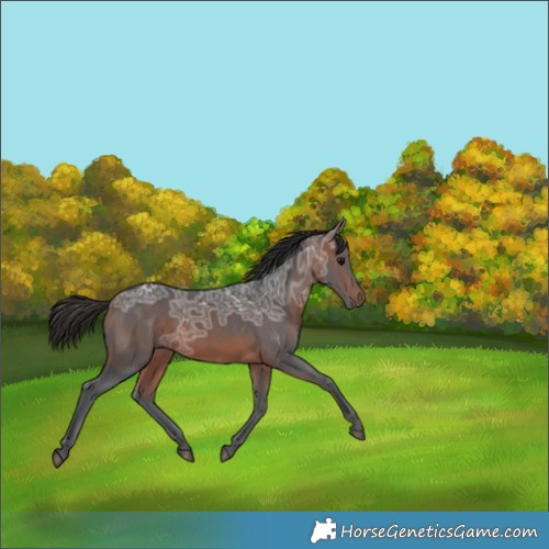 Horse Color:Bay Ice 