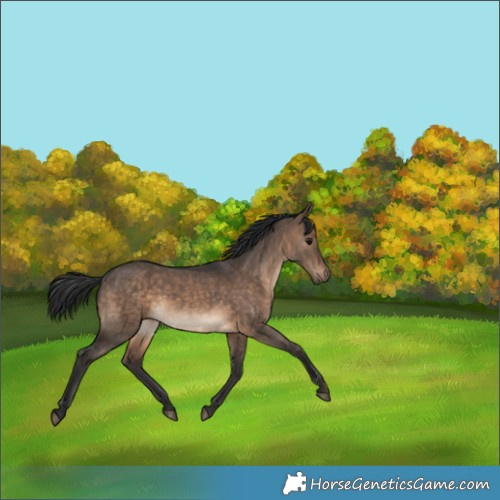 Horse Color:Brown Dun 