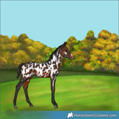 Horse Color:Brown Appaloosa 