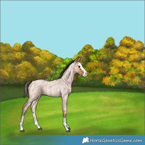 Horse Color:Bay Ice Roan Splash 