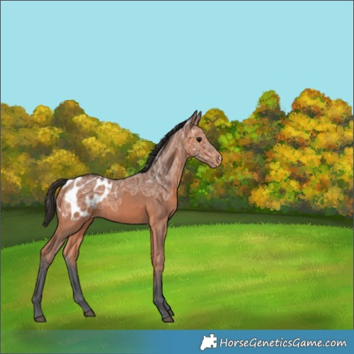 Horse Color:Bay Ice Blanket 
