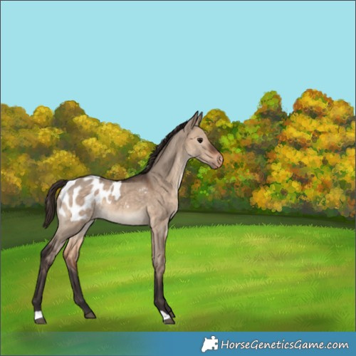 Horse Color:Bay Dun Appaloosa 