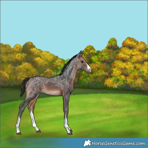 Horse Color:White Spotted Brown Ice 