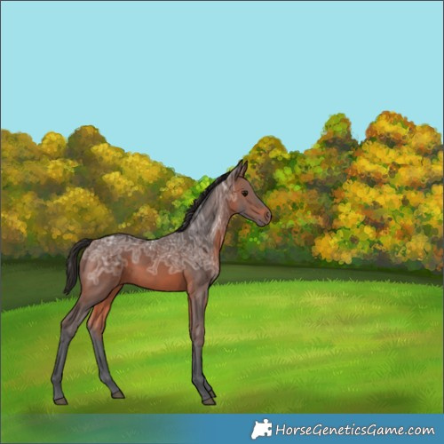 Horse Color:Brown Ice 