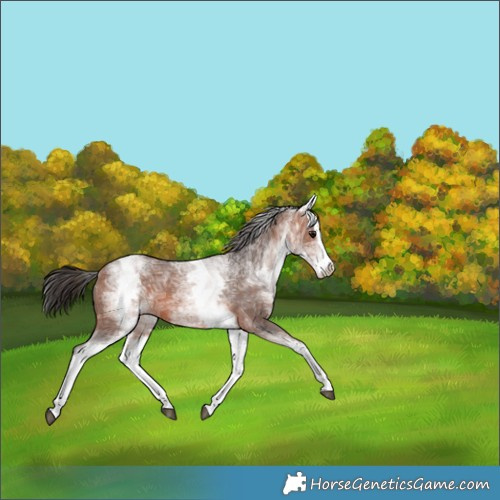 Horse Color:White Spotted Bay Ice Splash 
