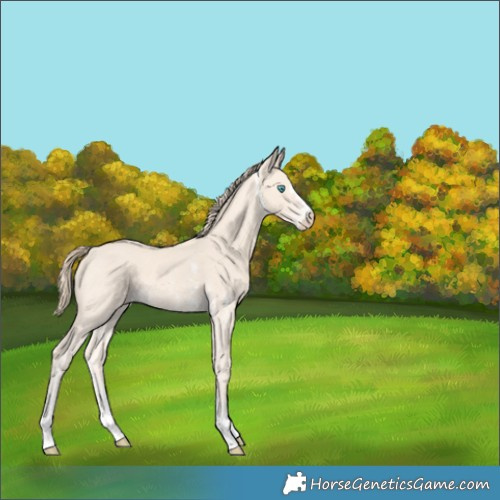 Horse Color:Perlino Sabino 