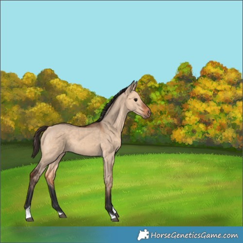 Horse Color:Bay Dun Tobiano 