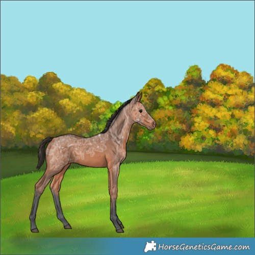 Horse Color:Bay Ice 