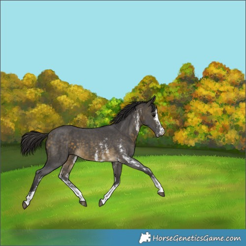 Horse Color:Buckskin Sabino 