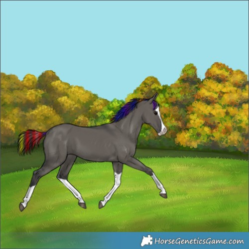 Horse Color:Painted Grullo Splash 