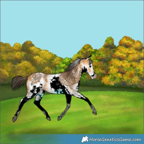 Horse Color:White Spotted Buckskin 