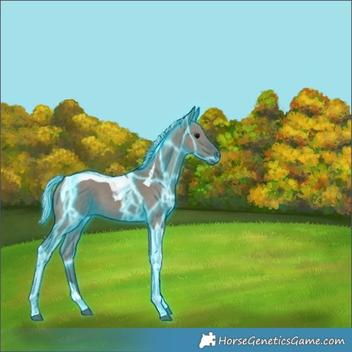 Horse Color:Thunderstruck Silver Grullo Tobiano 