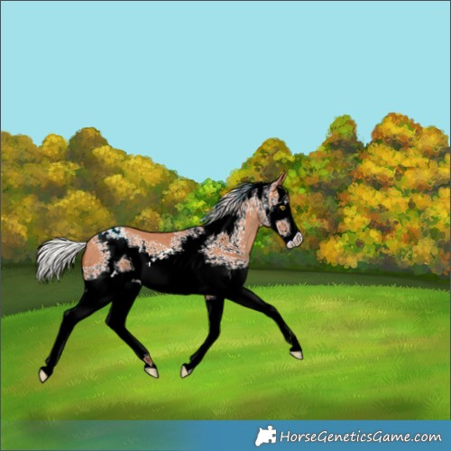 Horse Color:White Spotted Silver Sable Champagne Appaloosa 