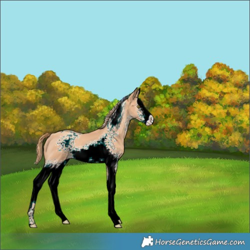 Horse Color:White Spotted Gold Champagne Splash 
