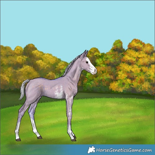 Horse Color:Watercolor Silver Grullo Sabino Splash 