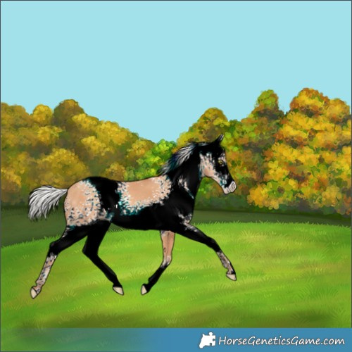 Horse Color:White Spotted Silver Amber Champagne 
