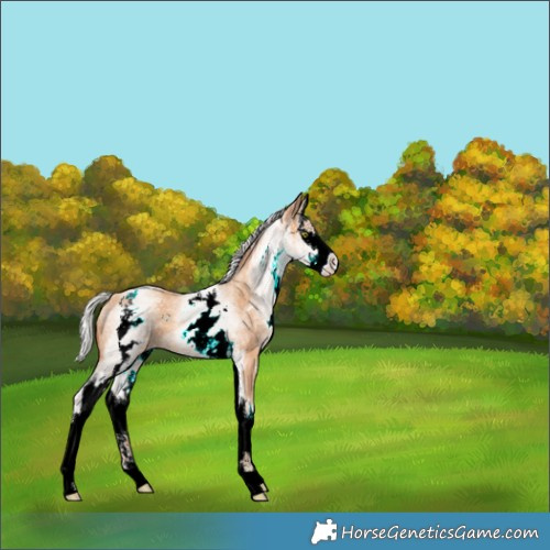 Horse Color:White Spotted Silver Amber Champagne Splash 