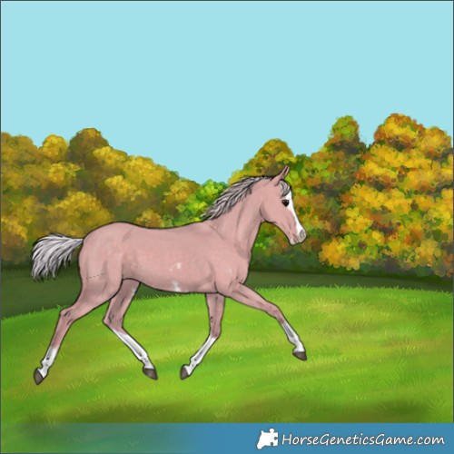 Horse Color:Watercolor Silver Grullo Sabino Splash 