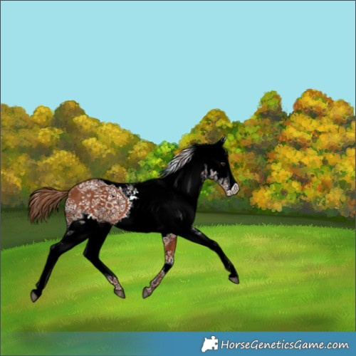 Horse Color:White Spotted Chestnut 