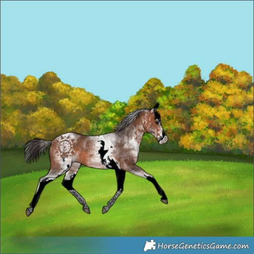Horse Color:White Spotted Bay Splash 