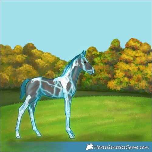 Horse Color:Thunderstruck Smoky Grullo Tobiano 