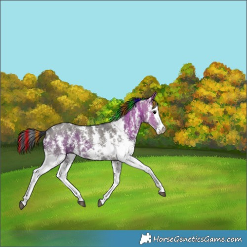 Horse Color:Painted Grullo Sabino Splash 